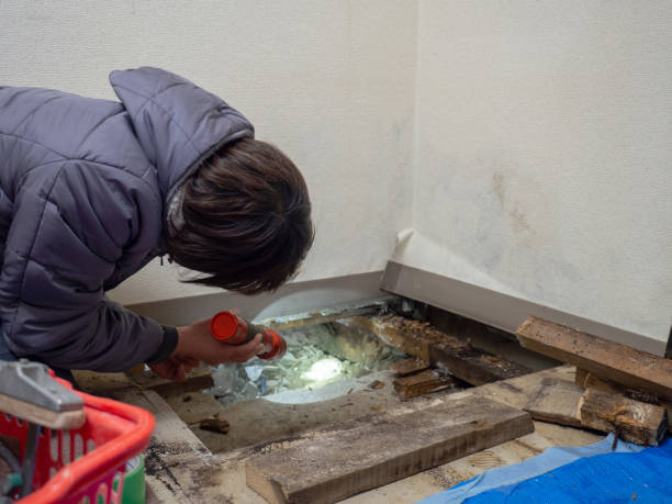 Best Asbestos and Lead Testing During Mold Inspection  in Kenai, AK