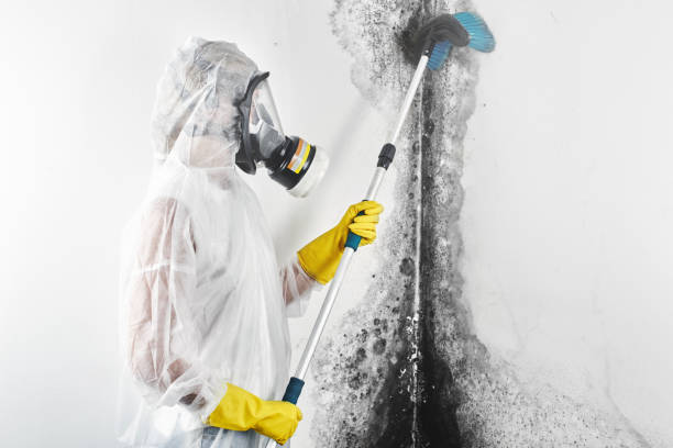 Professional Mold Removal in Kenai, AK