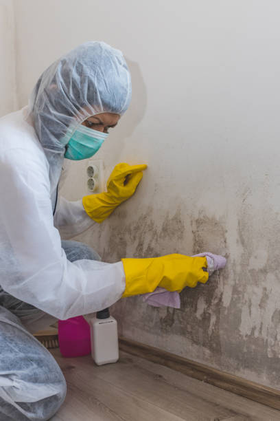 Best Basement Mold Removal  in Kenai, AK
