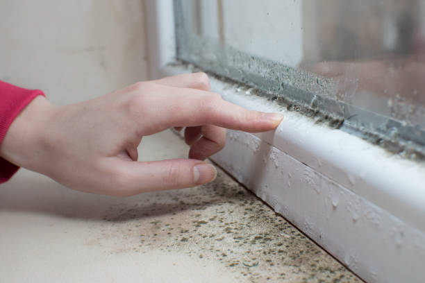 Best Commercial Mold Inspection  in Kenai, AK