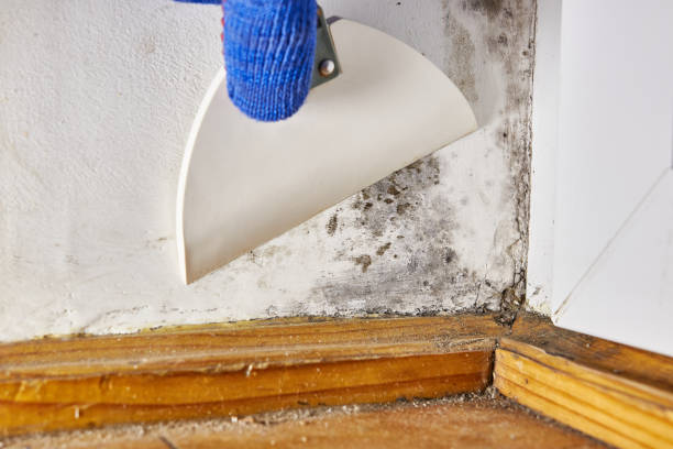 Mold Documentation for Insurance Claims in Kenai, AK